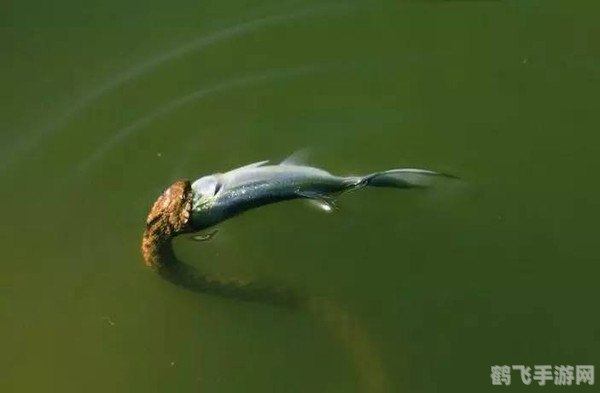 揭秘鱼类平衡术,鱼靠什么平衡身体?