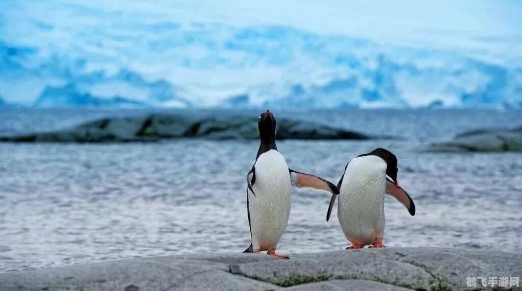 企鹅恒温动物还是变温动物,企鹅岛大冒险,掌握恒温奥秘,成为企鹅养殖大师!