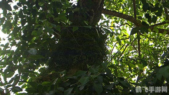 哪种植物会寄生在,寄生植物大揭秘，手游中的神秘生态与攻略