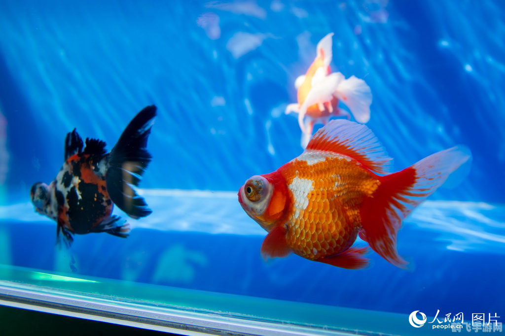 金鱼演变探秘,起源与变迁