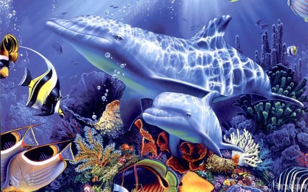 热带鱼屏保注册码攻略，畅游海底世界的秘诀