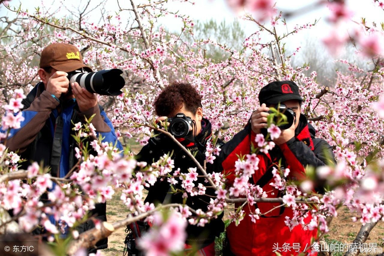 桃花源记手游攻略，探索桃花盛开的奇幻世界