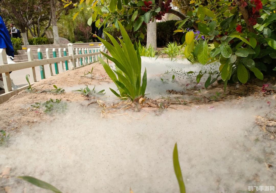 春天随风飘扬的柳絮是柳树的什么,探秘春天柳絮背后的秘密,手游柳絮传说攻略