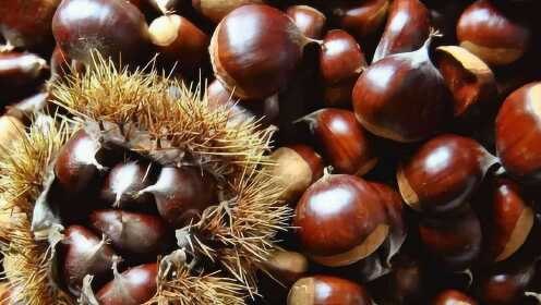 挑选与鉴别,如何选购最新鲜的生栗子