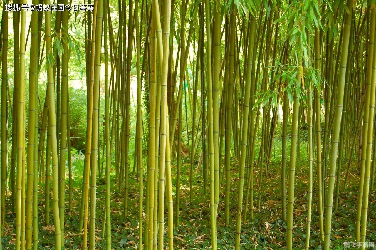 大熊猫爱吃的竹子是草还是树,揭秘大熊猫的美食,竹子究竟是草还是树?