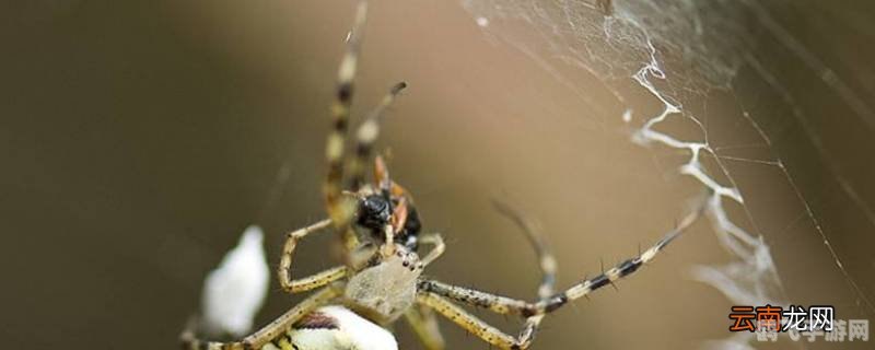 蜘蛛丝是从哪里吐出来的,蜘蛛丝的秘密,探索手游中蜘蛛角色的独特玩法与攻略