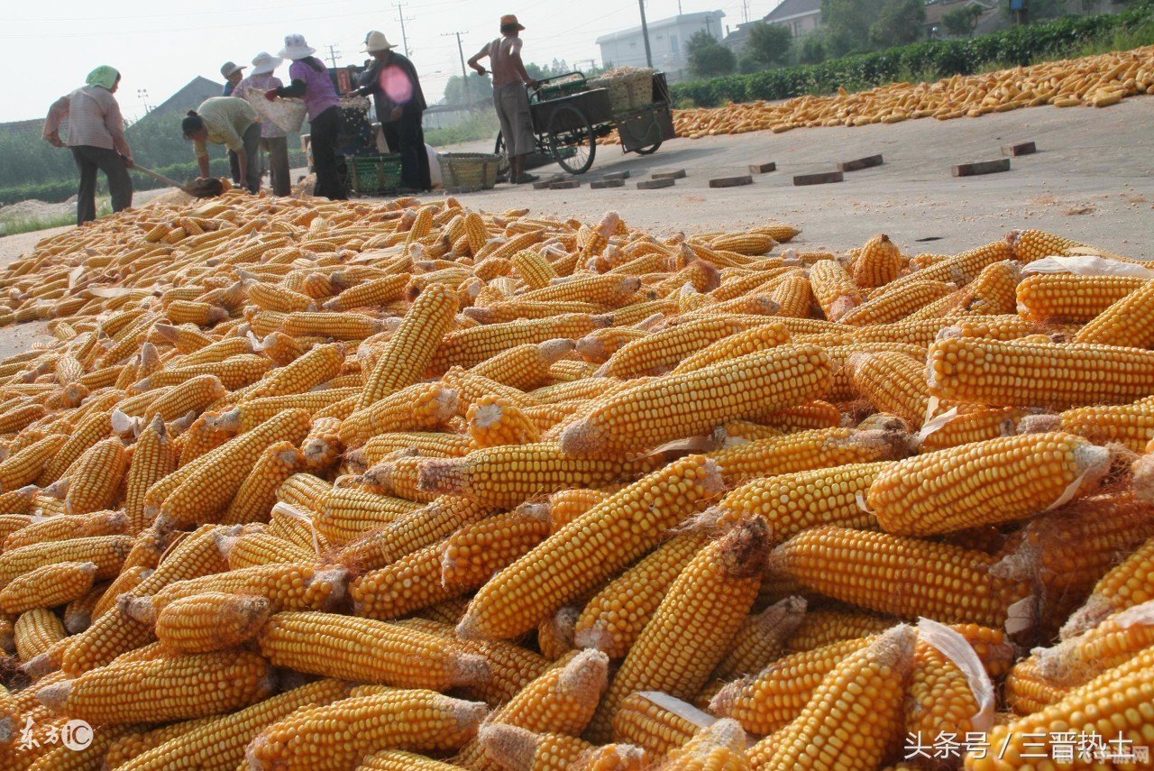 哪个朝代能吃到玉米,穿越历史,探寻玉米之源——哪个朝代能吃到玉米?