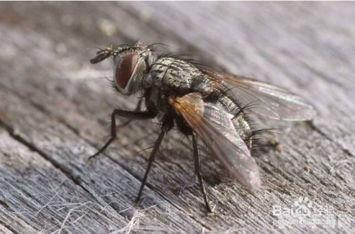 苍蝇一停就搓手，这款新游戏让你体验不一样的微观世界！