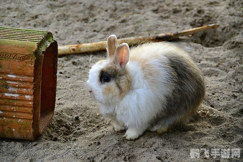 我的兔子好软水好多图片,兔子