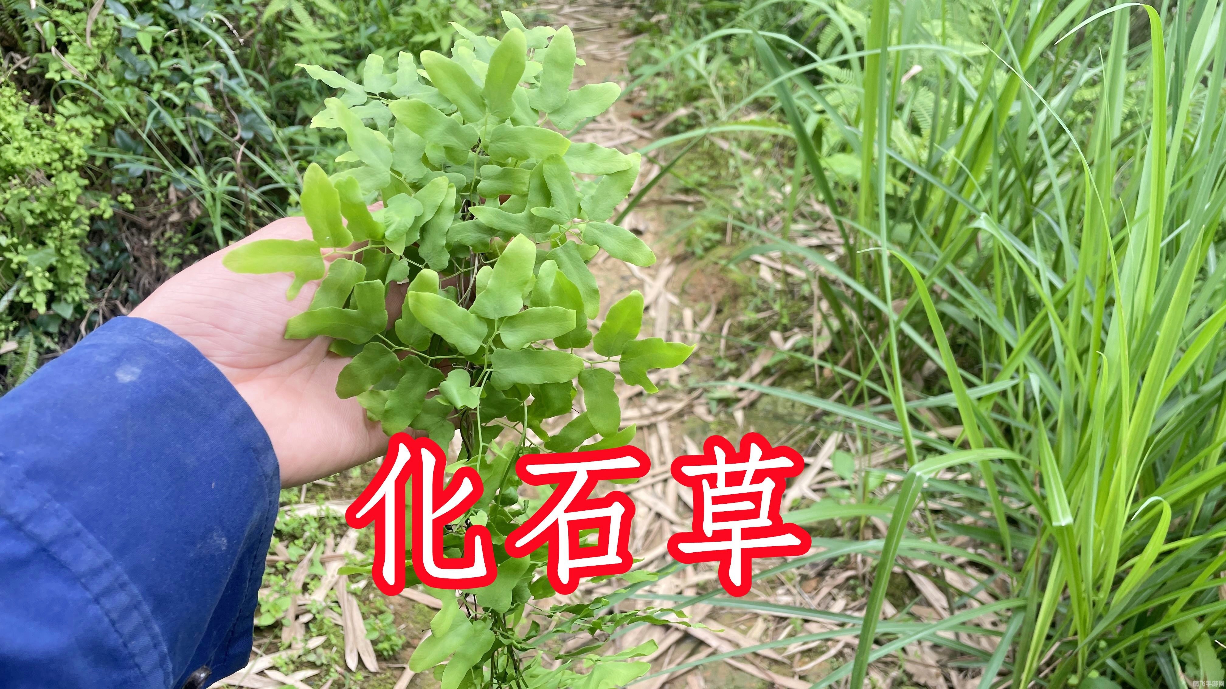 淘宝权草粉,权草粉是什么?
