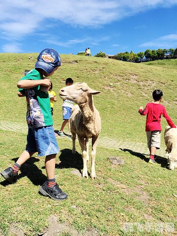 星空牧场，数羊数鸡乐趣多