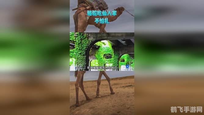 沙漠之舟的奇妙冒险，骆驼吃仙人掌不扎嘴的奥秘与手游攻略