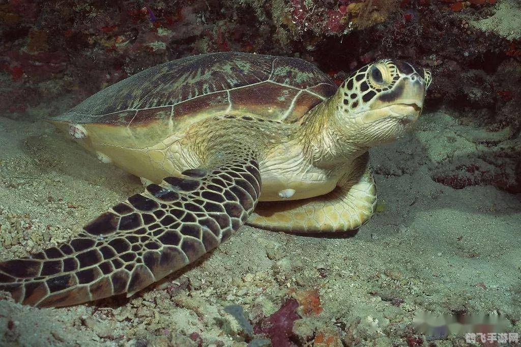 绿海龟之所以得名主要是因为,绿海龟得名之谜与手游攻略全解析