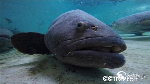 萨卡班甲鱼养殖攻略，打造你的神秘深海世界