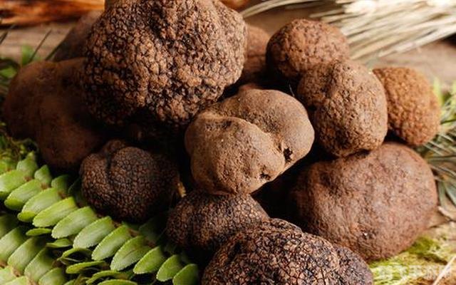 松露属于哪类食物,松露美食探秘,游戏中的珍贵食材