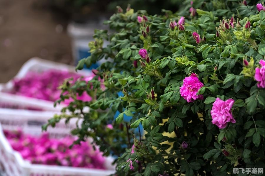 qq玫瑰小镇图标怎么点亮,QQ玫瑰小镇图标点亮攻略