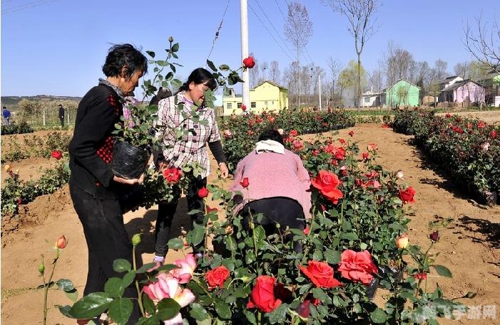 玫瑰小镇宝宝乐园,玫瑰小镇宝宝乐园,手游玩法全攻略