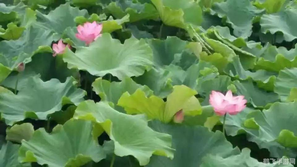 长期用嘴巴呼吸对容貌的影响及改善策略