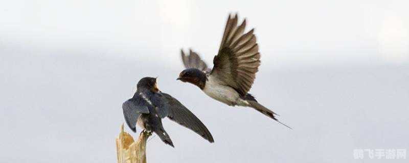 劳燕分飞中的劳揭秘，手游攻略大揭秘！