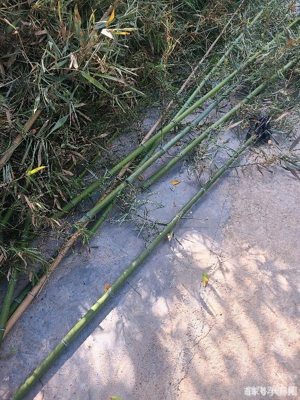 一根竹竿有2个头 2根半竹竿有几个头,揭秘两根半竹竿的头数之谜