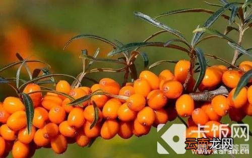 沙棘果和猕猴桃哪个维生素c高,沙棘果与猕猴桃,谁才是维生素C之王?