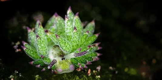 探秘奇幻世界，无惧仙人掌的神秘生物