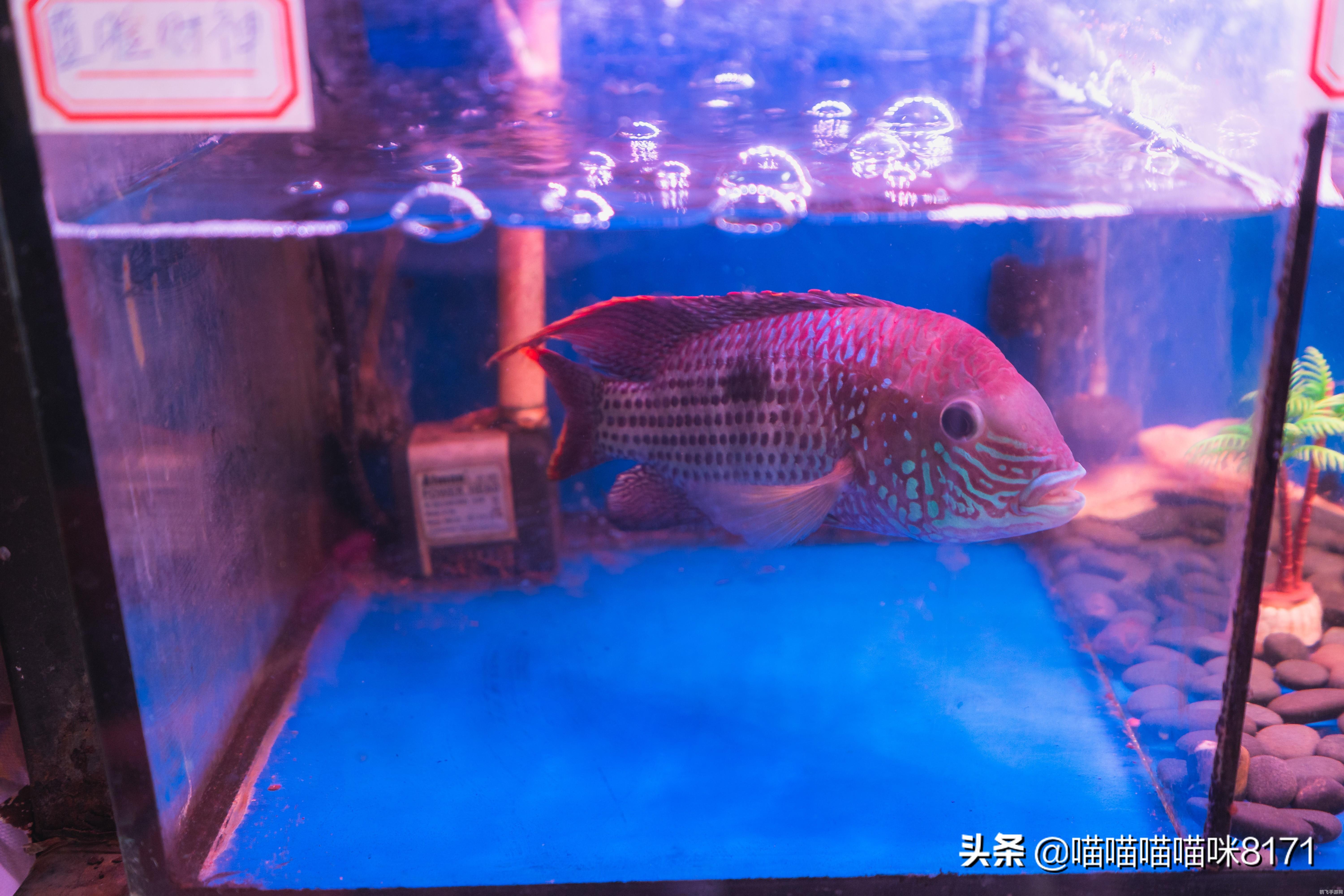 梦幻西游2宠物探秘，培养与战斗全攻略