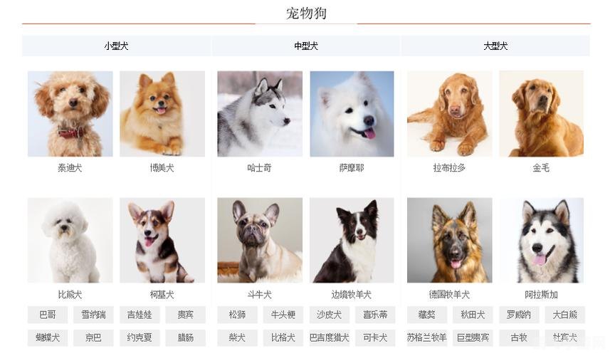 宠物种类与选择