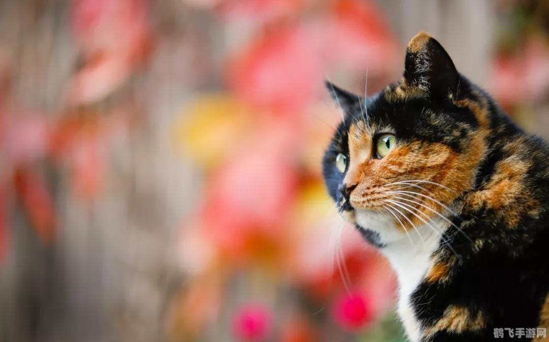 砂糖橘梗的起源