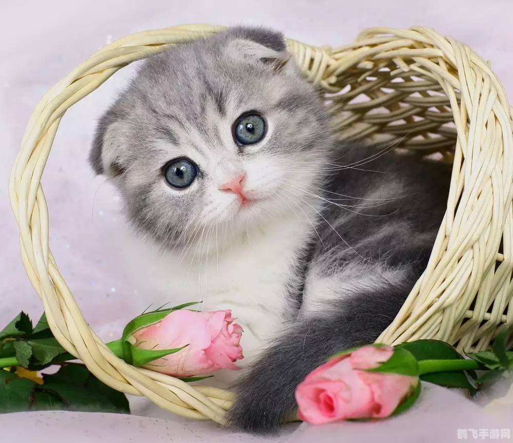 揭秘！这些动物的叫声竟与猫咪如此相似！