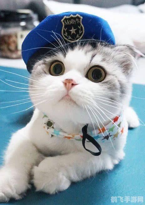 揭秘!这些动物的叫声竟与猫咪如此相似!