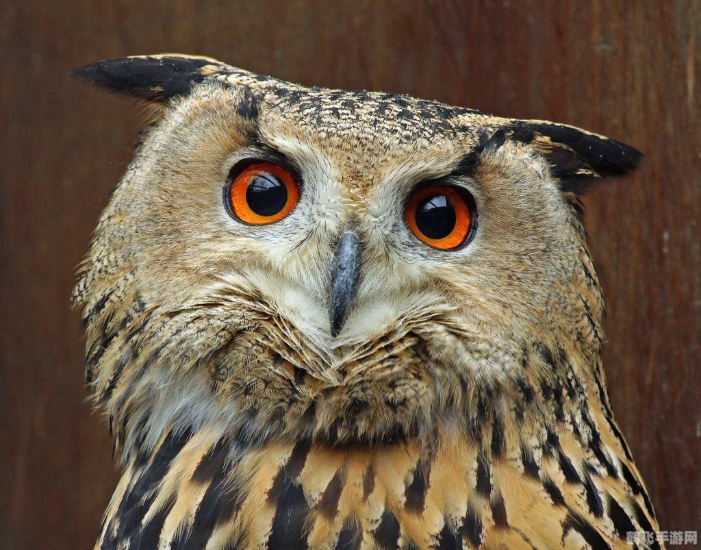 猫头鹰细胞,猫头鹰细胞,探寻神秘怪物的重生之旅