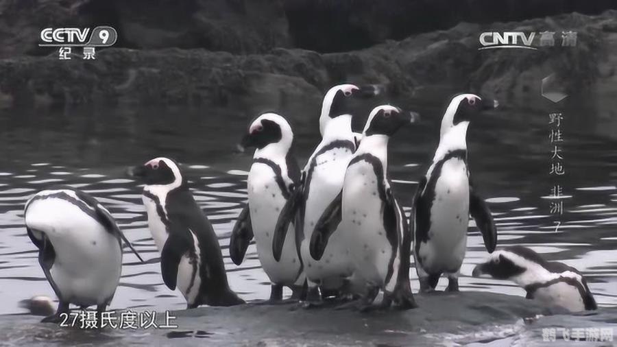 非洲有企鹅吗,非洲企鹅岛大冒险,手游Penguins Isle玩法全攻略