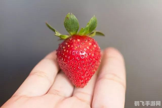 草莓探险,揭秘美味之源,你吃的到底是哪个部位?