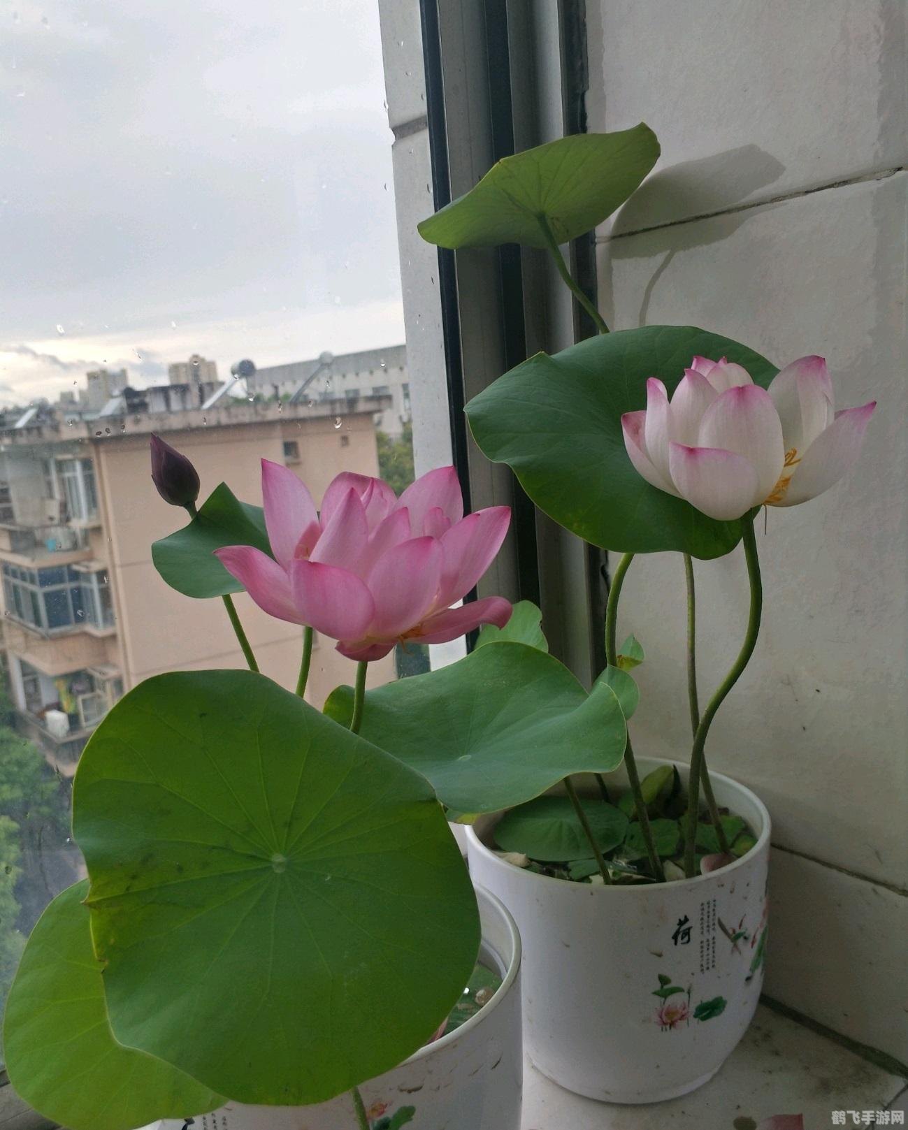 花朵种类与意义