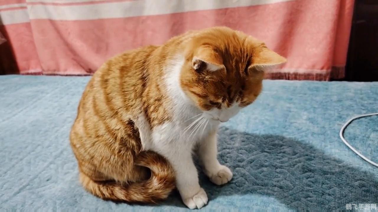 狗狗打架时为何是上嘴咬不是上手挠,狗狗打架揭秘,为何上嘴咬胜过上手挠?