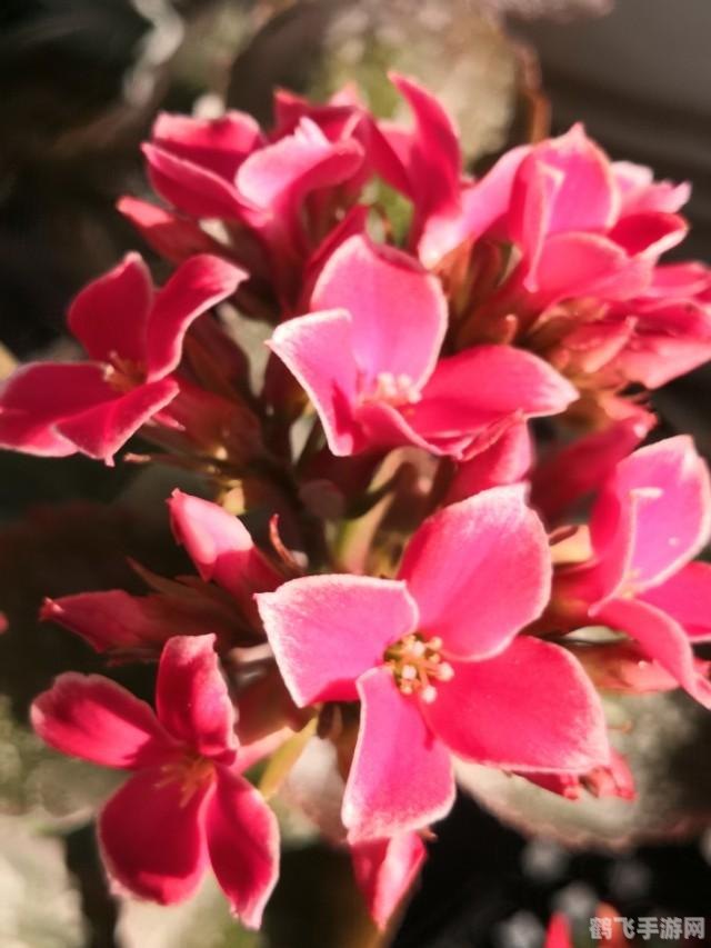 爱之深醉,手游攻略大揭秘