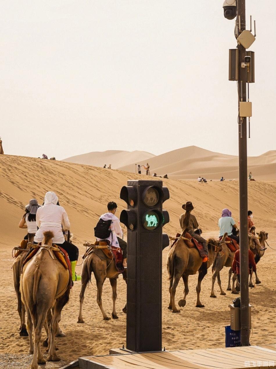 骆驼的驼峰是储存什么的,探秘骆驼驼峰的神秘功能——手游沙漠之旅攻略