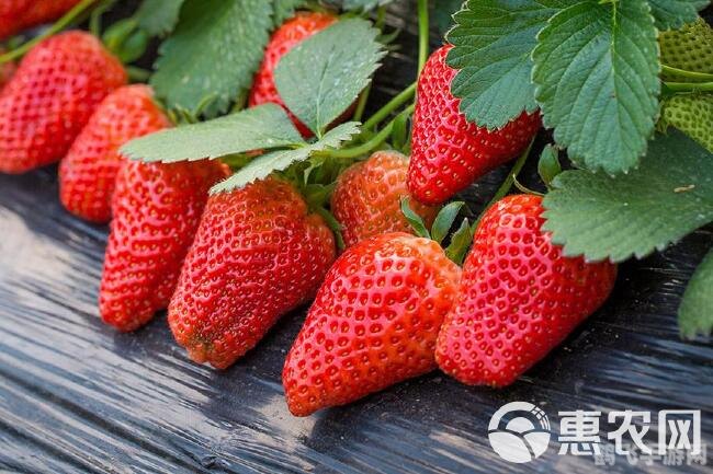 奶油草莓的得名,奶油草莓得名之谜,探寻美味背后的故事