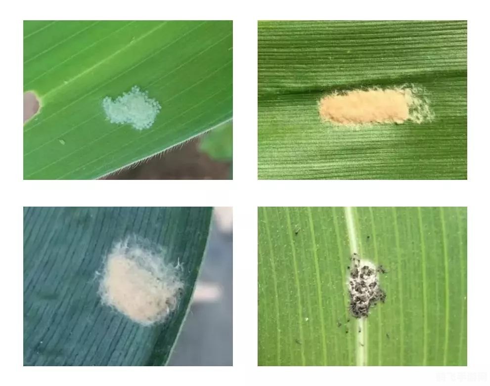 小菜蛾防治攻略,抗药性背后的挑战与应对策略