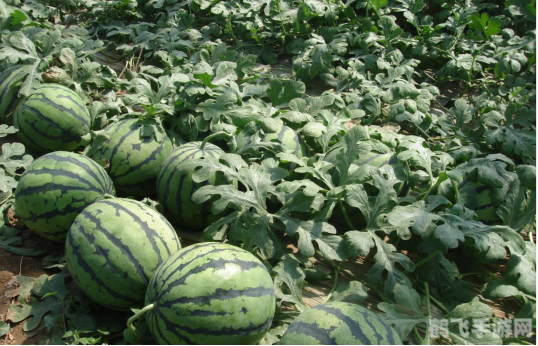 切西瓜游戏,切西瓜游戏，夏日里的清凉竞技挑战