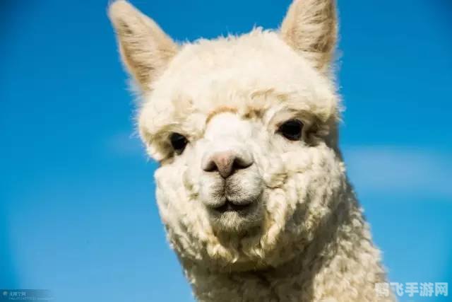 羊驼传奇,揭秘神秘生物的力量与玩法