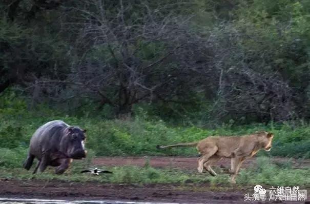猛兽之牙,手游中的牙齿锋利之道