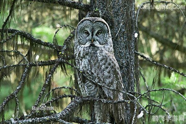 白色猫头鹰的特色