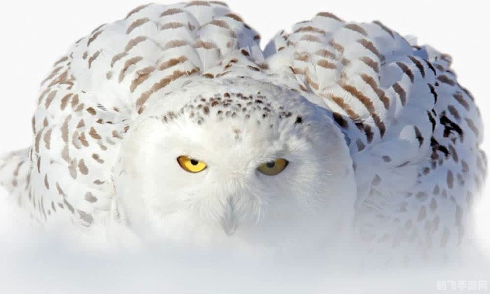 白色猫头鹰的特色