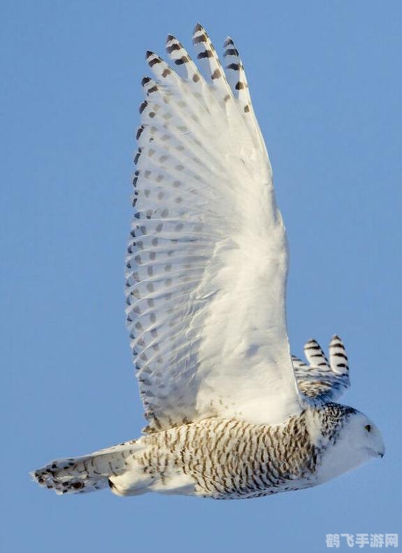 白色猫头鹰的特色