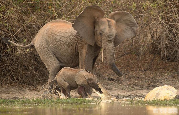 大象鼻子有骨头吗,揭秘大象鼻子的神秘构造,骨头是否存在?