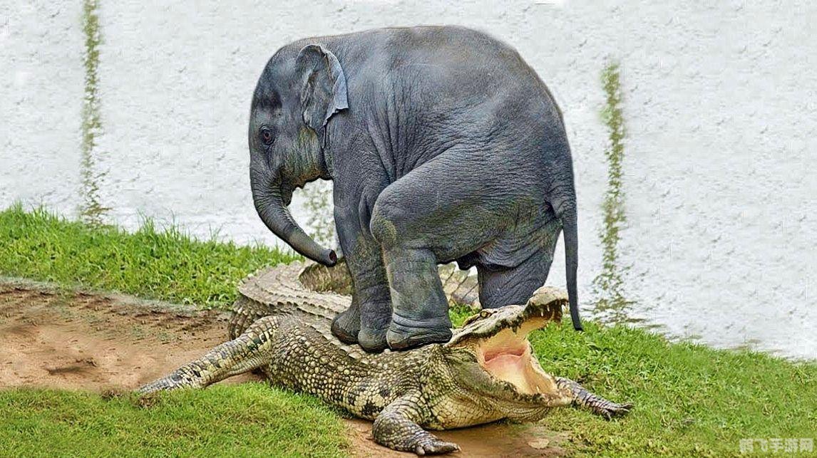 大象鼻子有骨头吗,揭秘大象鼻子的神秘构造,骨头是否存在?