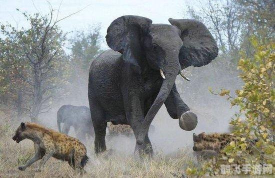 大象鼻子有骨头吗,揭秘大象鼻子的神秘构造,骨头是否存在?