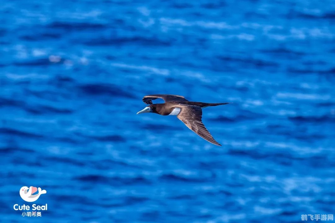 海上清洁工的海鸟，翱翔海洋，守护碧海蓝天